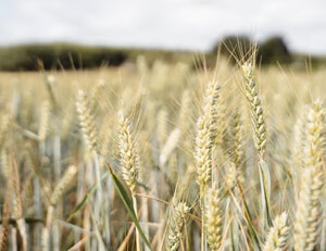 索马里主场憾负塔吉克斯坦,艾哈迈德破门失利